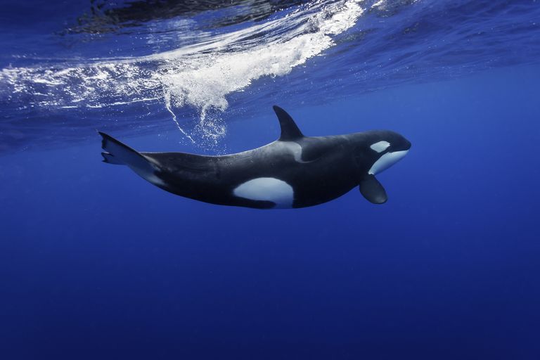 News, Why do whales migrate? They return to the tropics to shed their