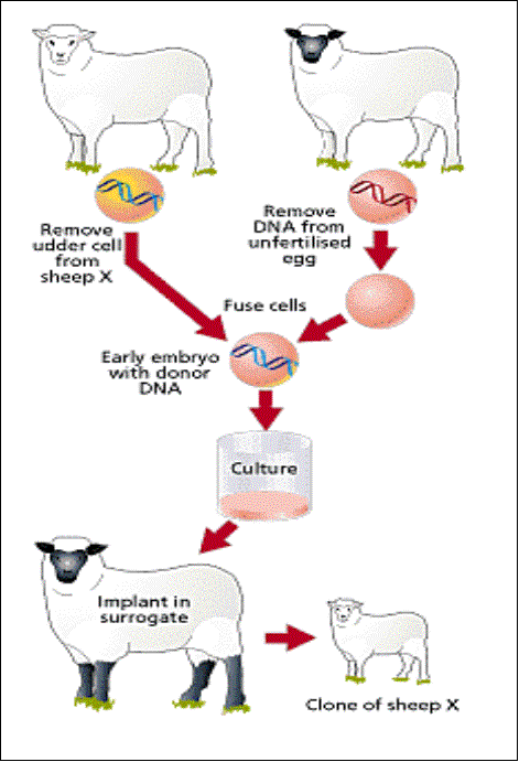 Science and technology of farm animal cloning: State of the art | Biodesign  @ Berkeley