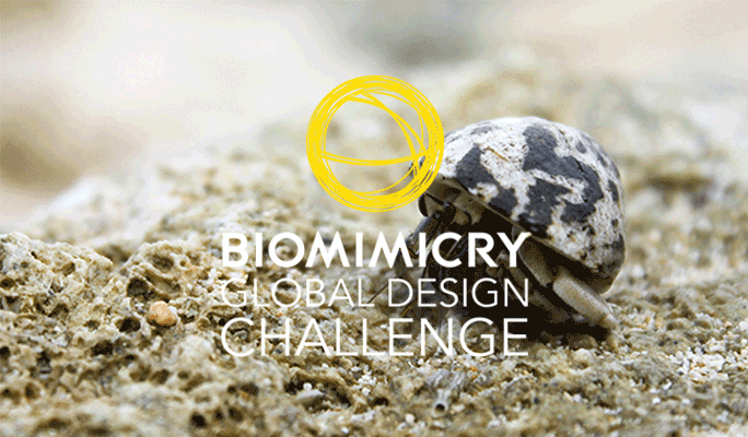 42 Top Biomimicry institute youth design challenge 